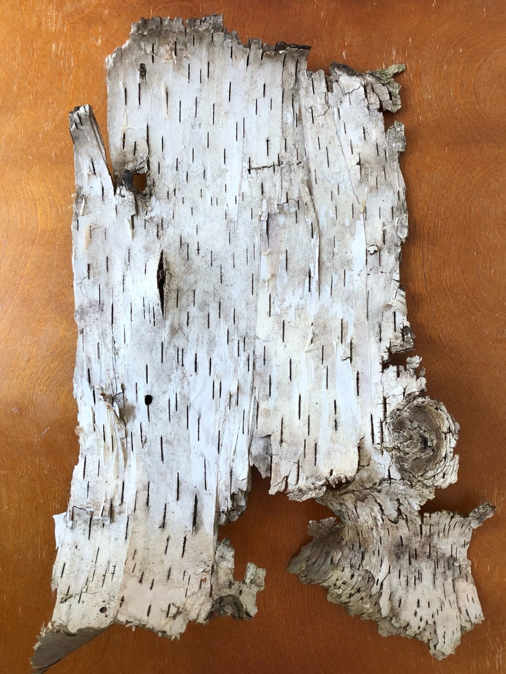 Large Natural White Birch Bark Sheet